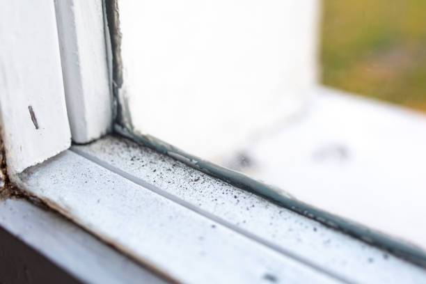 Best Real Estate Mold Inspection  in Ross, CA