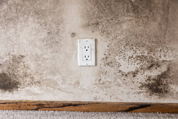 Best Crawl Space Mold Remediation  in Ross, CA