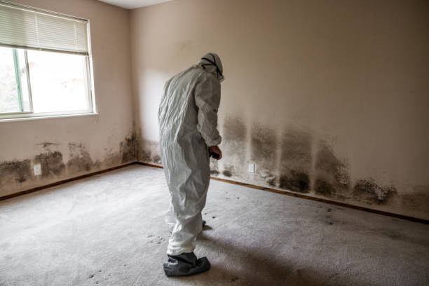 Best Post-Construction Mold Inspection  in Ross, CA