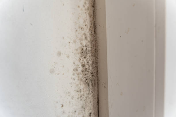 Best Biohazard Mold Removal  in Ross, CA